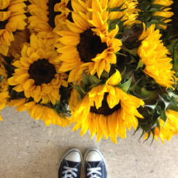 sunflowers