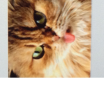 Kitty dudes
