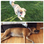 The wild hounds
