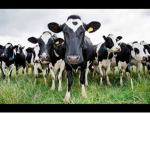 moo mon