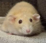 The ultimate rat army