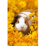 GuineaPig team