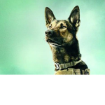 Dog's express