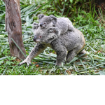 Koala Gang/ Squad
