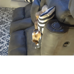 dogs chill place