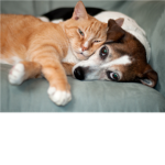 The Group That Loves Cats and Dogs