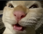 MEOAW Studio