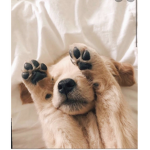 Paws and doggos