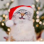 •|||Christmas Kids|||•