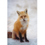 foxes club:3