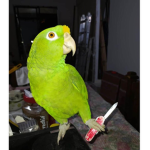 Los loritos kawaii