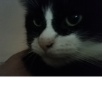 Cat food team