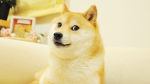 The DOGE channel fan club
