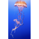 JellyFish :p