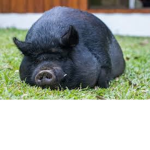 Followers of PIG