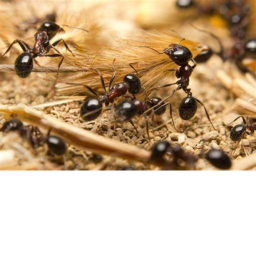 Ant adventer