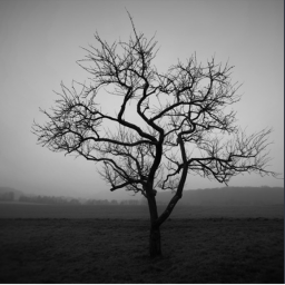 The Darkside of the tree