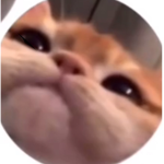 thijs cat gang