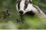 Badger krew