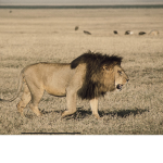 Lion_ninja_group