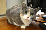 Kitty.co_is_open