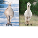 The Group of llamas and alpacas