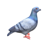 Pigeon on head