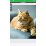 Cat gang/Austin fan group