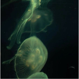 ♱