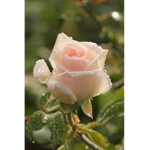 The pretty rose's