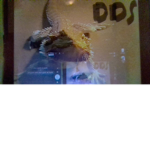 Desert Dragon studios
