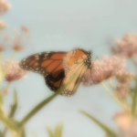 Evelyn's butterflys