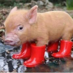 Pig 🐷 group