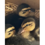 DuckHeadTheSecond Fan Group