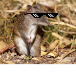The Amazing Bandicoot s