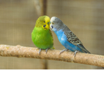 #BIRD SQUAD!