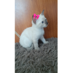 Pedro videos ofc :3