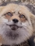 Finnegan fox