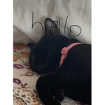 I luv kitty at dude