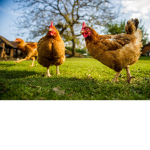 The family of the chickens
