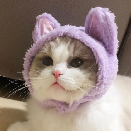 cute.cat.purple