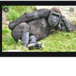 Gorilla fan group for gorilla fans