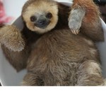 Sloths4eva