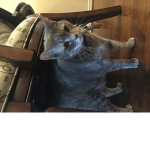 The cat army United