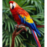 ParrotSQUAD
