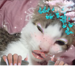 baddieee catss