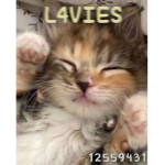 L4VIES !