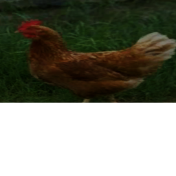 Chicken God Palace Game