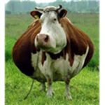 Cringe Cows