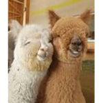 holyllamas